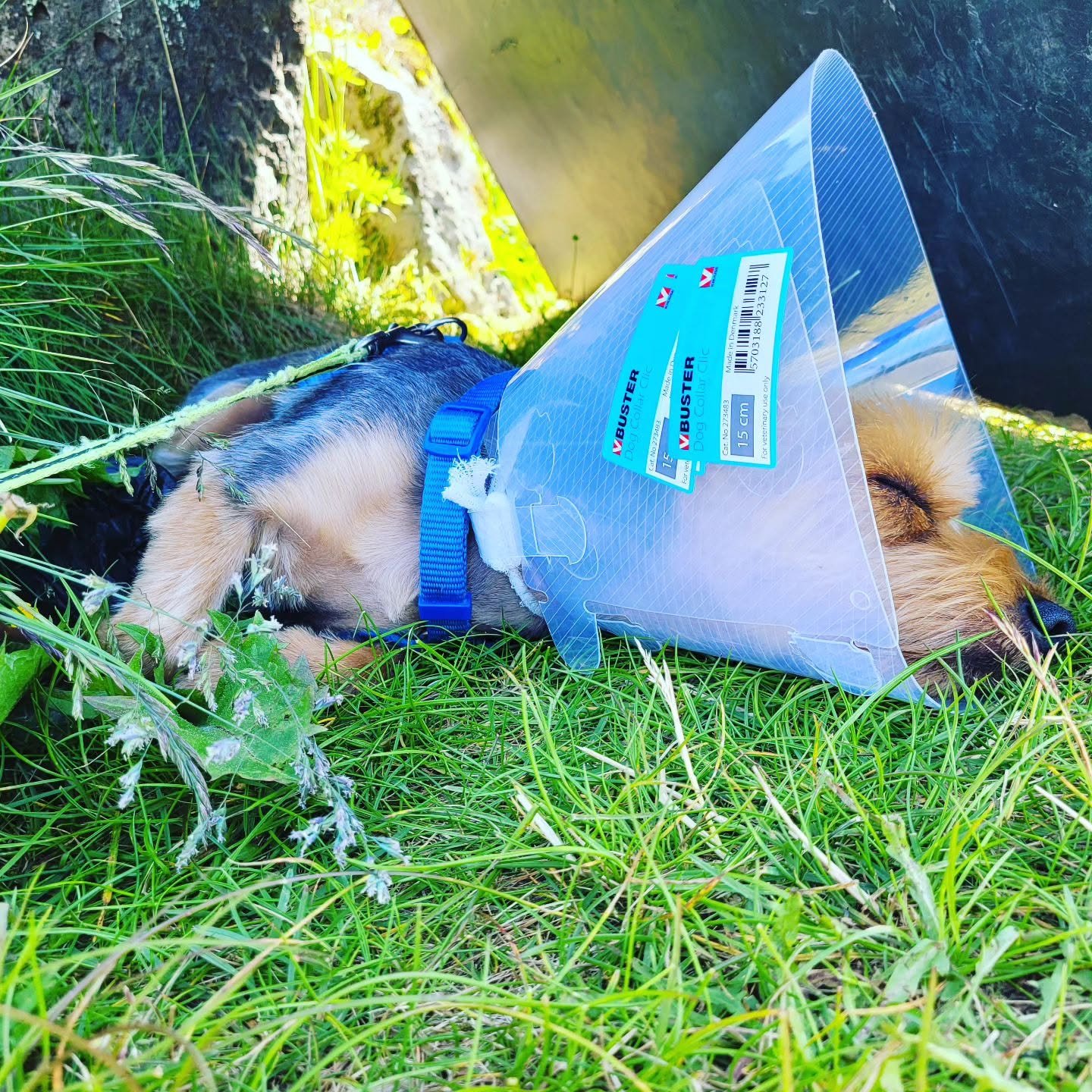 Toby, supporter of Kópavogur Puffins